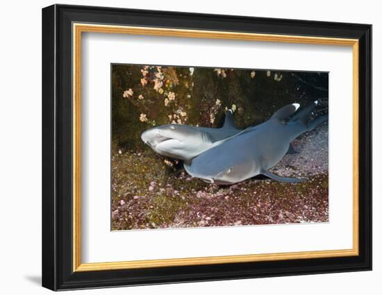 Whitetip Reef Shark (Triaenodon Obesus)-Reinhard Dirscherl-Framed Photographic Print