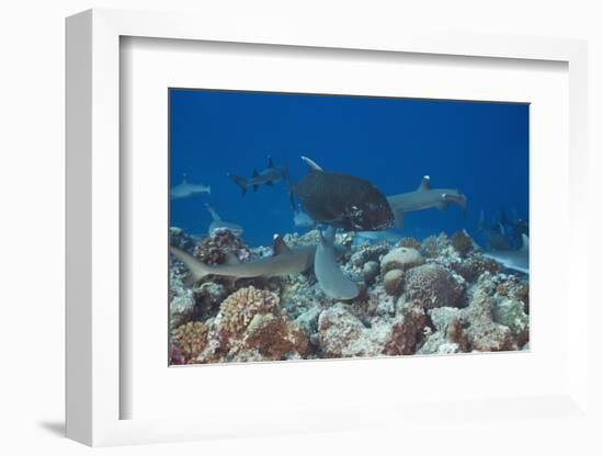 Whitetip Reef Sharks (Triaenodon Obesus) and Giant Trevally (Caranx Ignobilis) Hunting Together Ove-Reinhard Dirscherl-Framed Photographic Print