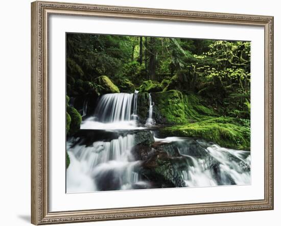 Whitewater Creek Falls, Willamette National Forest, Oregon, USA-Stuart Westmorland-Framed Photographic Print