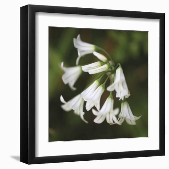 Whitewood II-Bill Philip-Framed Giclee Print