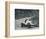 'Whitney Straight (Maserati) breaks the record, 1934', 1934, (1937)-Unknown-Framed Photographic Print