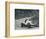 'Whitney Straight (Maserati) breaks the record, 1934', 1934, (1937)-Unknown-Framed Photographic Print