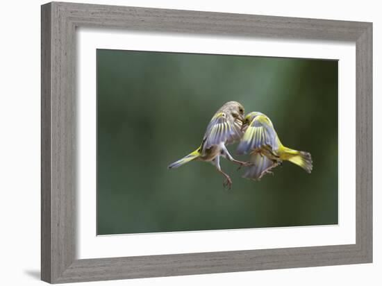 Who Has the Hardest Head?-Marco Redaelli-Framed Photographic Print