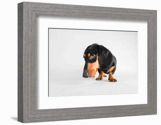 Who, Me?-Susan Sabo-Framed Photographic Print