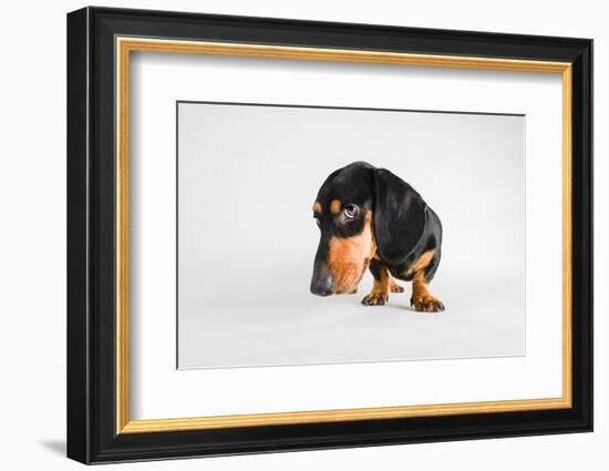 Who, Me?-Susan Sabo-Framed Photographic Print