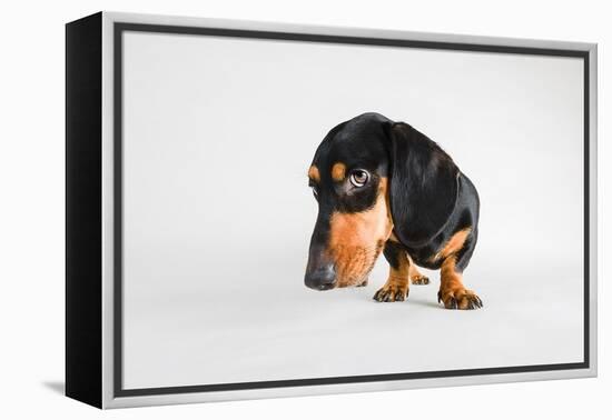 Who, Me?-Susan Sabo-Framed Premier Image Canvas