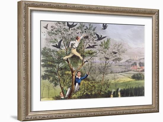 Who-Whoop! I'Ve Done it - Raiding the Rookery from Nimrod's "The Life of a Sportsman, 1874"-null-Framed Giclee Print