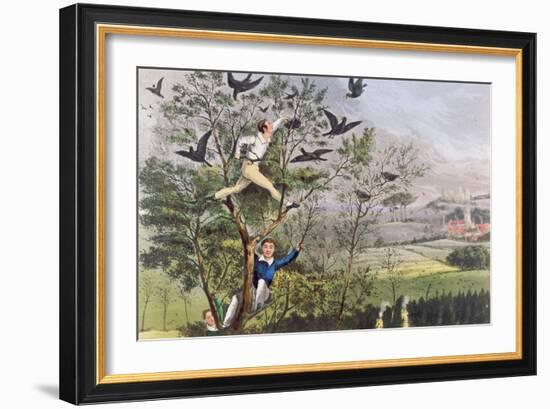 Who-Whoop! I'Ve Done it - Raiding the Rookery from Nimrod's "The Life of a Sportsman, 1874"-null-Framed Giclee Print