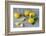 Whole and Sliced Lemons on Grey Subsoil-Jana Ihle-Framed Photographic Print