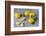 Whole and Sliced Lemons on Grey Subsoil-Jana Ihle-Framed Photographic Print