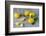 Whole and Sliced Lemons on Grey Subsoil-Jana Ihle-Framed Photographic Print