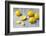 Whole and Sliced Lemons on Grey Subsoil-Jana Ihle-Framed Photographic Print