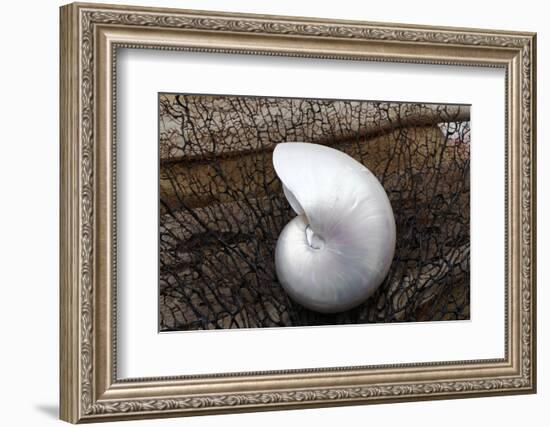 Whole Pearl Nautilus Shell-Savanah Plank-Framed Photographic Print