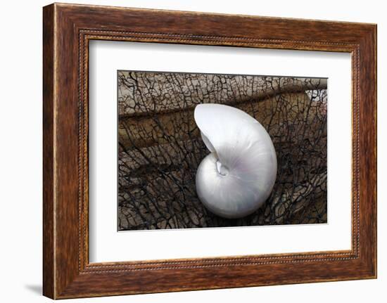 Whole Pearl Nautilus Shell-Savanah Plank-Framed Photographic Print