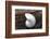 Whole Pearl Nautilus Shell-Savanah Plank-Framed Photographic Print