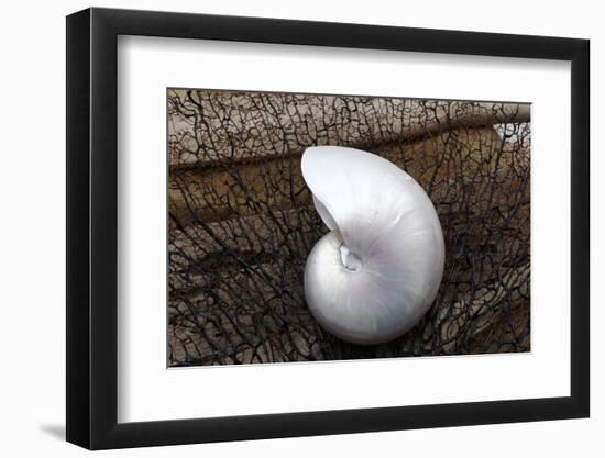 Whole Pearl Nautilus Shell-Savanah Plank-Framed Photographic Print