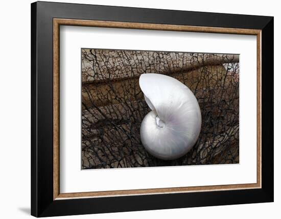 Whole Pearl Nautilus Shell-Savanah Plank-Framed Photographic Print