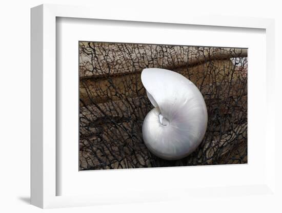 Whole Pearl Nautilus Shell-Savanah Plank-Framed Photographic Print