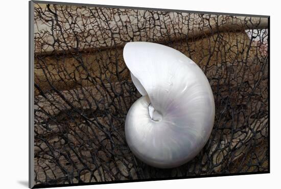 Whole Pearl Nautilus Shell-Savanah Plank-Mounted Photographic Print
