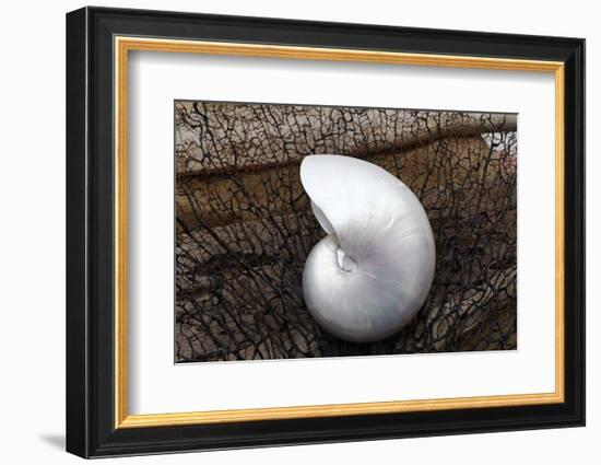 Whole Pearl Nautilus Shell-Savanah Plank-Framed Photographic Print