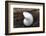 Whole Pearl Nautilus Shell-Savanah Plank-Framed Photographic Print