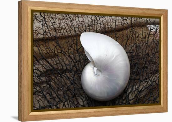 Whole Pearl Nautilus Shell-Savanah Plank-Framed Premier Image Canvas