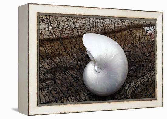 Whole Pearl Nautilus Shell-Savanah Plank-Framed Premier Image Canvas