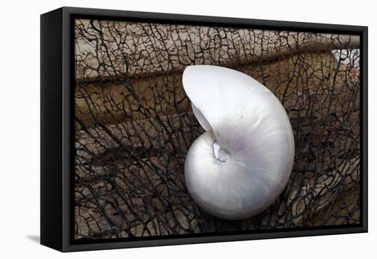 Whole Pearl Nautilus Shell-Savanah Plank-Framed Premier Image Canvas