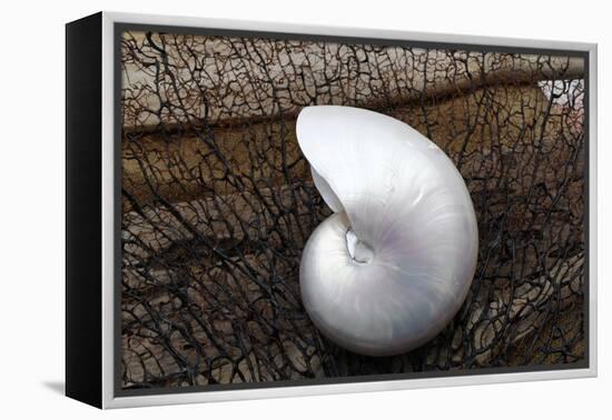 Whole Pearl Nautilus Shell-Savanah Plank-Framed Premier Image Canvas