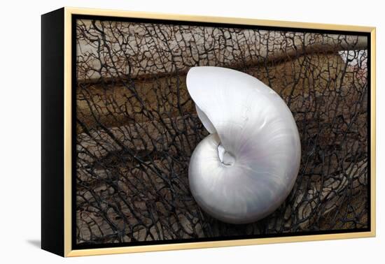 Whole Pearl Nautilus Shell-Savanah Plank-Framed Premier Image Canvas