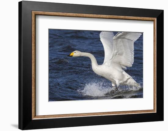 Whooper Swan (Cygnus Cygnus) Flying Down on to the Water, Norfolk, England-Ann & Steve Toon-Framed Photographic Print