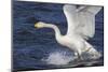 Whooper Swan (Cygnus Cygnus) Flying Down on to the Water, Norfolk, England-Ann & Steve Toon-Mounted Photographic Print