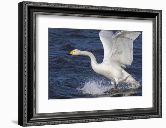 Whooper Swan (Cygnus Cygnus) Flying Down on to the Water, Norfolk, England-Ann & Steve Toon-Framed Photographic Print