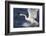 Whooper Swan (Cygnus Cygnus) Flying Down on to the Water, Norfolk, England-Ann & Steve Toon-Framed Photographic Print
