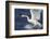 Whooper Swan (Cygnus Cygnus) Flying Down on to the Water, Norfolk, England-Ann & Steve Toon-Framed Photographic Print