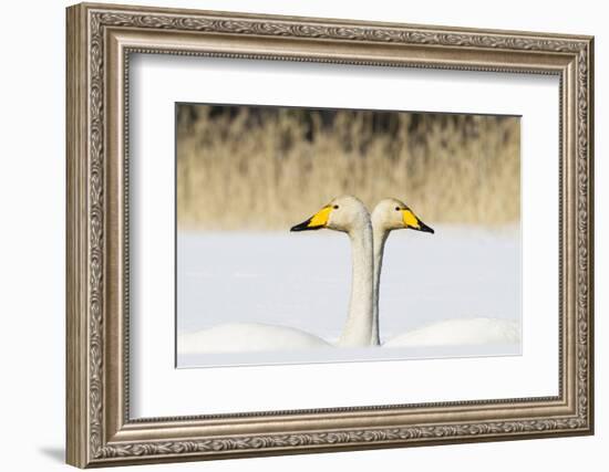 Whooper Swan (Cygnus Cygnus) Male And Female Facing In Opposite Directions, Central Finland, April-Jussi Murtosaari-Framed Photographic Print