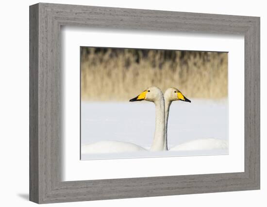 Whooper Swan (Cygnus Cygnus) Male And Female Facing In Opposite Directions, Central Finland, April-Jussi Murtosaari-Framed Photographic Print