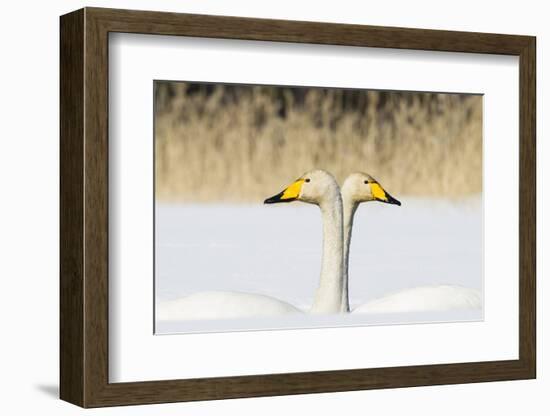 Whooper Swan (Cygnus Cygnus) Male And Female Facing In Opposite Directions, Central Finland, April-Jussi Murtosaari-Framed Photographic Print