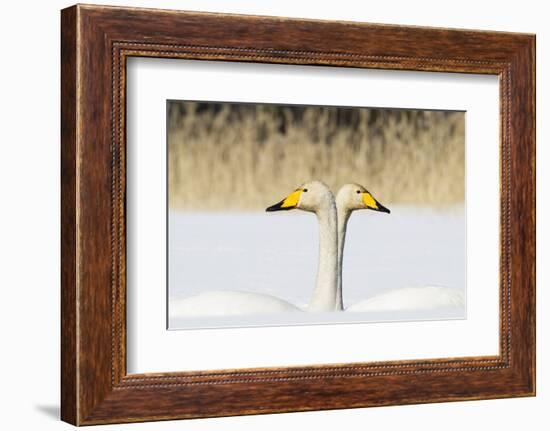 Whooper Swan (Cygnus Cygnus) Male And Female Facing In Opposite Directions, Central Finland, April-Jussi Murtosaari-Framed Photographic Print