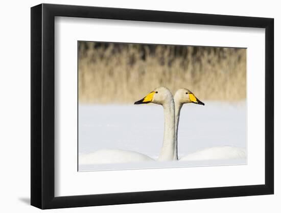 Whooper Swan (Cygnus Cygnus) Male And Female Facing In Opposite Directions, Central Finland, April-Jussi Murtosaari-Framed Photographic Print