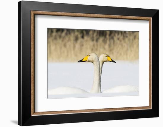 Whooper Swan (Cygnus Cygnus) Male And Female Facing In Opposite Directions, Central Finland, April-Jussi Murtosaari-Framed Photographic Print