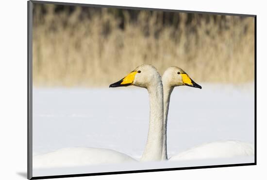 Whooper Swan (Cygnus Cygnus) Male And Female Facing In Opposite Directions, Central Finland, April-Jussi Murtosaari-Mounted Photographic Print