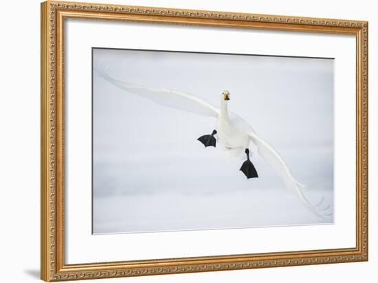 Whooper Swan (Cygnus Cygnus) Mid Flight over the Frozen Lake, Kussharo, Hokkaido, Japan-Wim van den Heever-Framed Photographic Print