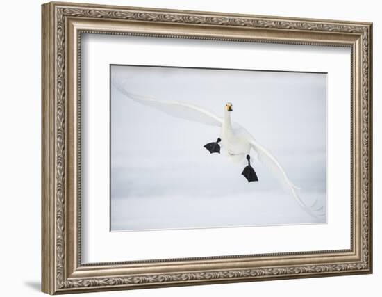 Whooper Swan (Cygnus Cygnus) Mid Flight over the Frozen Lake, Kussharo, Hokkaido, Japan-Wim van den Heever-Framed Photographic Print