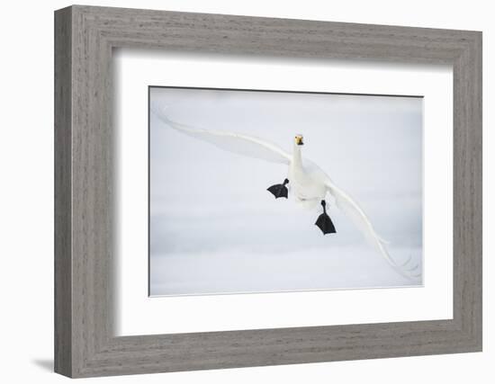 Whooper Swan (Cygnus Cygnus) Mid Flight over the Frozen Lake, Kussharo, Hokkaido, Japan-Wim van den Heever-Framed Photographic Print