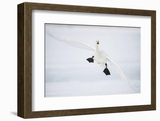 Whooper Swan (Cygnus Cygnus) Mid Flight over the Frozen Lake, Kussharo, Hokkaido, Japan-Wim van den Heever-Framed Photographic Print