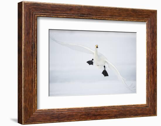 Whooper Swan (Cygnus Cygnus) Mid Flight over the Frozen Lake, Kussharo, Hokkaido, Japan-Wim van den Heever-Framed Photographic Print