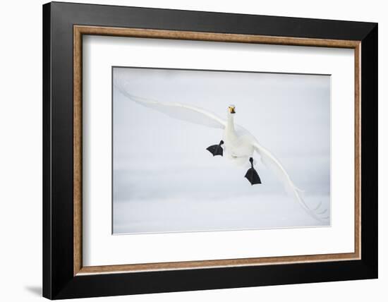 Whooper Swan (Cygnus Cygnus) Mid Flight over the Frozen Lake, Kussharo, Hokkaido, Japan-Wim van den Heever-Framed Photographic Print