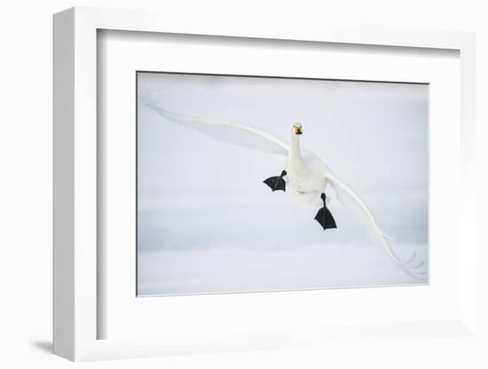 Whooper Swan (Cygnus Cygnus) Mid Flight over the Frozen Lake, Kussharo, Hokkaido, Japan-Wim van den Heever-Framed Photographic Print