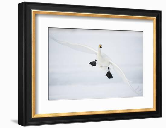 Whooper Swan (Cygnus Cygnus) Mid Flight over the Frozen Lake, Kussharo, Hokkaido, Japan-Wim van den Heever-Framed Photographic Print